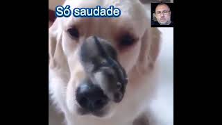 ❤️Só saudade❤️Eu queria ser CIVILIZADO como os animais ROBERTO CARLOS [upl. by Tolliver]