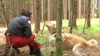 vor ORT Flächentraining Rettungshundebrigade [upl. by Noreen]