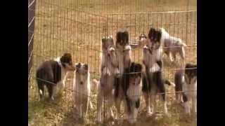 rough collie puppies 9 weeks old [upl. by Lirrad]