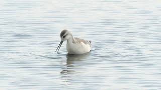 Wilsons Phalarope in Lancashire  September 2024 [upl. by Ardekan]