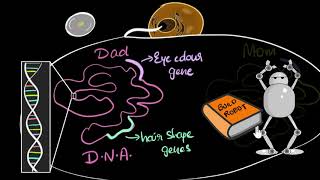 Genes DNA amp chromosomes  Heredity amp Evolution  Biology  Khan Academy [upl. by Anadroj]