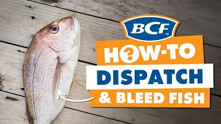 Dispatching amp Bleeding Fish  Ikejime Method  BCF How To [upl. by Lorna]