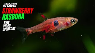 Boraras Naevus Strawberry Rasbora Tiny Sweethearts for a Happier and Vibrant Aquarium 🍓🐠 FISH4U [upl. by Noeled658]