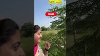 yeh paudhe ki growth dekh kar aap hairan reh jaayenge  Moringa Tree  सहजन shorts [upl. by Lorinda344]