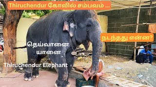 Tiruchendur Temple Elephant Issue  தெய்வானை யானை🐘 What happened ஏன் இப்படி நடந்தது😔 [upl. by Jannelle]