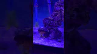 REEF TANK Update coralreeftank saltwateraquarium clownfish coralbeauty [upl. by Surbeck]