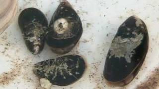 blue mussel timelapse for 6 hrs [upl. by Munshi875]