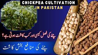 Chickpea Cultivation in Pakistan  چنے کی کاشت  چنے کی فصل  Chickpea Farming [upl. by Ducan47]