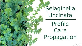 Selaginella Uncinata Profile Care Propagation [upl. by Pronty34]