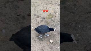 Dieser Vogel hat die lustigstes Füße ever 😅 shortsviral [upl. by Ahdar843]