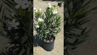 Grow white oleander plant 🌱 at home garden gardeningplants [upl. by Winn]