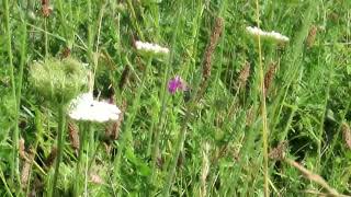 SixSpot Burnet moth Zygaena filipendulae [upl. by Latrena]