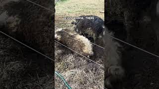 One Naive Decision Nearly Destroyed My Pig Farm pasturedpigs mangalitsa [upl. by Fulbert]