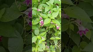 Barleria cristata shortsvideo philippineviolet plantsandflowers [upl. by Epifano]