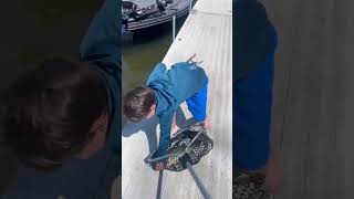 CARSEN gets a BIG BASS at DOCK alwaysberecording bassfishing fishing fish outdoors fypシ゚ [upl. by Anirad480]