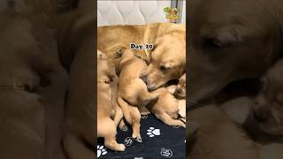 🐾 Golden Retriever Puppies Growing from Birth to 10 Weeks  Adorable Transformation 🐶 animals [upl. by Rodrigo]