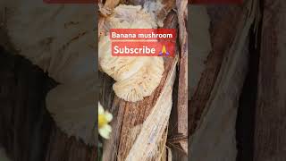 episode 186 banana mushroom nature forest farming [upl. by Prager228]