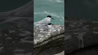 Amazing Arctic Tern Mating Rituals Captured in Stunning Punakaiki Colony [upl. by Hetty774]