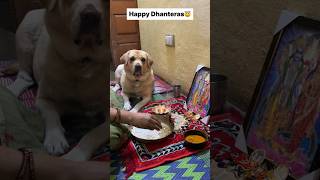 Dhanteras special 😇  labra rubi  youtubeshorts shorts labrador dog cute funny viralsongs [upl. by Bentlee294]