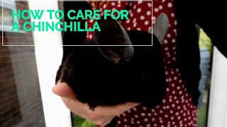 How to take care of a chinchilla  basic chinchilla care [upl. by Assyli333]