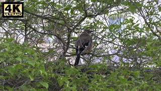 Eurasian Jay im Baum in der Stadt [upl. by Yremrej442]