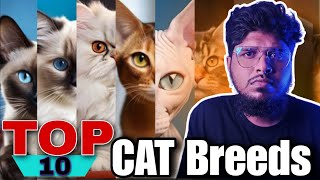 Top 10 cat breeds  top 10 cutest cat breeds  top 10 beautiful cat breeds [upl. by Luapnoj]