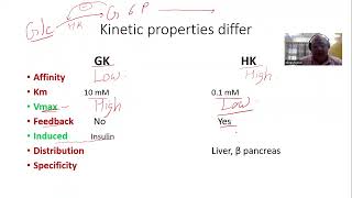 Basic Concepts Enzymes Glucokinase vs Hexokinase [upl. by Riker95]