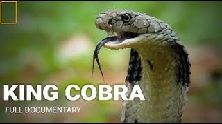 King cobra  Documentary  wildlife  snake wildlife  snake documentary in hindi  NATURE SAFARI [upl. by Acirtap]