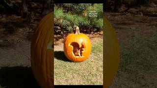 Squirrel pumpkin 🎃🐿️ squirrelwhisperer melgsbackyardsquirreling [upl. by Stagg660]