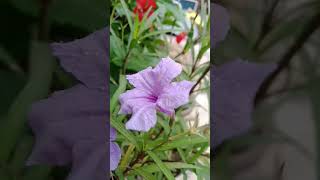 Ruellia simplex violet  outdoor flower viral [upl. by Vivian]