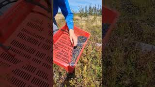 Blueberry picking harvesting berryfarm lingonberry fruit [upl. by Liggett]