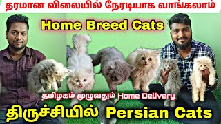 Pure Persian cat வளர்ப்பு முறை Original Persian Kitten for sales  Persian Cat Sales Trichy [upl. by Bachman]