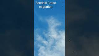 Sandhill Crane migration birds newmexico [upl. by Lieno942]