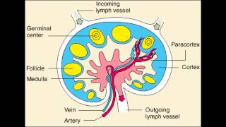 Lymph Node  Follicle Medulla amp Paracortex physiology [upl. by Hgielhsa]