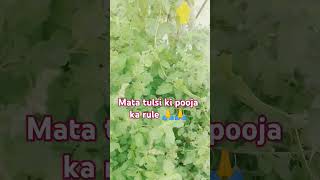 tulsikeupay vastutips jay ho Tulsi maiya 🙏🙏 [upl. by Poland]