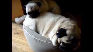 Pugs TALK in their SleepzzzzzCUTE [upl. by Aurel]