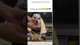 trending dog lover 💞💞💞☺☺ like share comment subscribe please 🫂🙏🏻🙏🏻 [upl. by Nil]