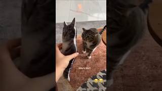 The reaction 😟 KEGAN approves memes meme viralshort shorts viralvideo funny cats cat wow [upl. by Ada980]