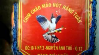 luyện giọng sông kôn cho chào mào má trắng [upl. by Wolram315]