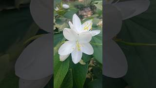 Kachnar Bauhinia variegata Flowering Tree [upl. by Trautman]