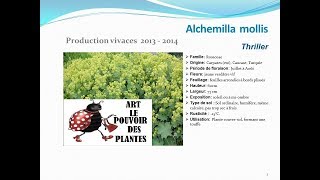 Alchemilla mollis Thriller plante vivace [upl. by Theron121]