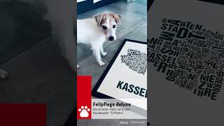 Kassel ist auf den Hund gekommen  Welthundetag 2024 [upl. by Dlaner271]