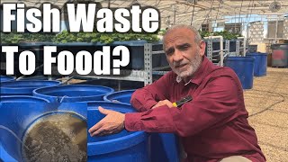 Get the Most Out of Your Aquaponic Fish Waste [upl. by Ativla]