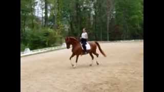 Tango Trakehner Horse in trot [upl. by Clarisse]