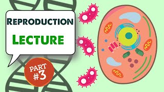 MCAT Biology Lecture Reproduction 34 [upl. by Adaiha710]