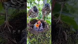 Happy family birds cute awesome animals [upl. by Benjy]