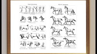 Schritt Trab Galopp Kinderlied Gangart der Pferde [upl. by Aryahay]