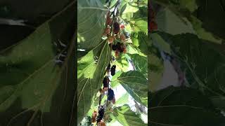 Picking Mulberries mulberries moraceae fruit fruitpicking [upl. by Eenaffit]