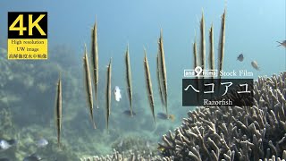 【4K 水中映像】ヘコアユ  Razorfish  Aeoliscus strigatus [upl. by Marijane]