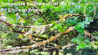 Temperate Rainforests Of The UK [upl. by Yentroc]